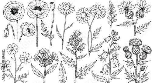 Vintage botanical illustrations featuring an assortment of flower and leaf motifs