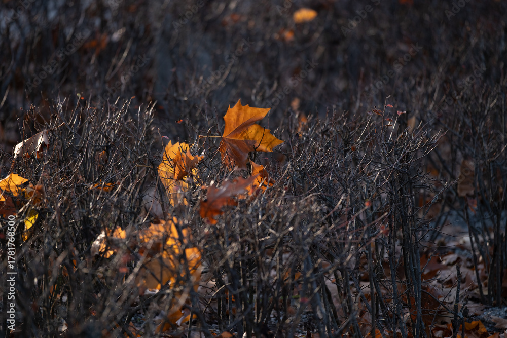 Fototapeta premium Dry garden shrubs with fallen autumn maple leaves in sunlight