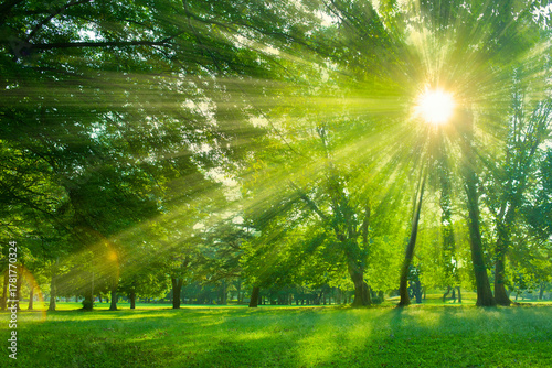 緑の木　太陽光