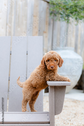 golden doodle puppy