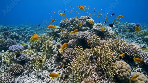 Vibrant coral reef teeming with orange fish in deep blue water; background ocean use