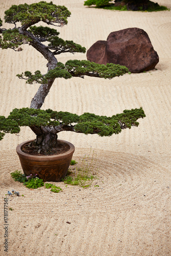 Japanese style garden, bonsai pine trees
