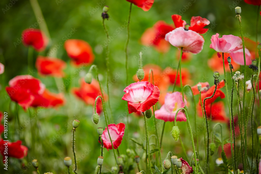 Obraz premium flowers in the garden
