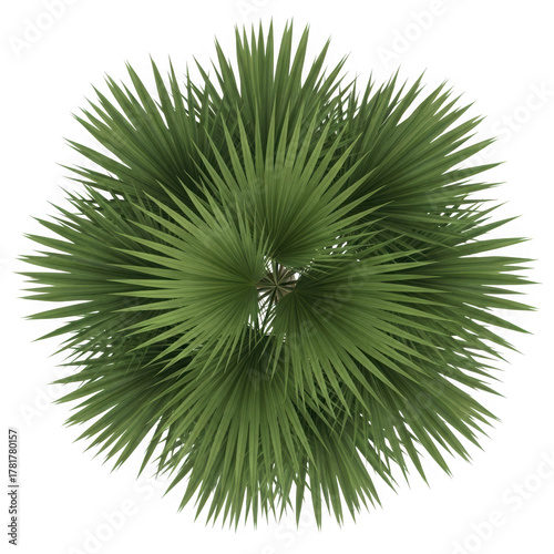3d palm tree top view isolated on transparent background