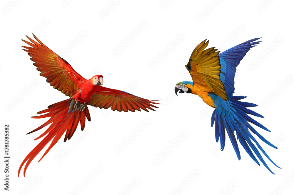 Fototapeta premium Colorful flying Macaw parrots isolated on transparent background png file