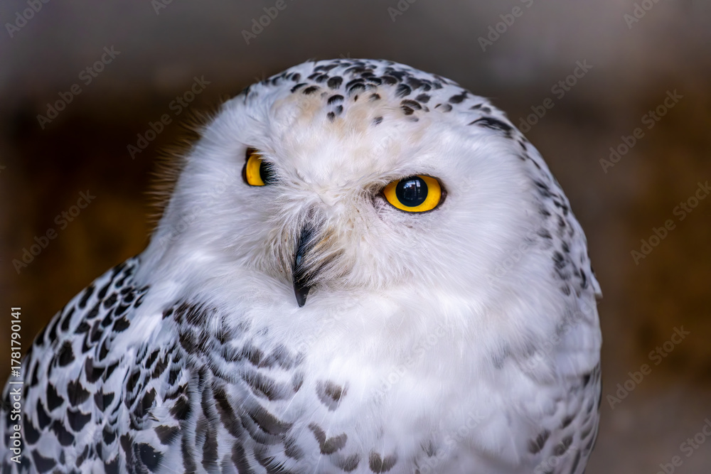 Obraz premium Polar owl's face in close-up.