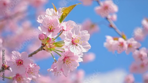 Close-up shot of beautiful pink cherry blossoms, or sakura flowers, blooming against a bright, clear blue sky in spring