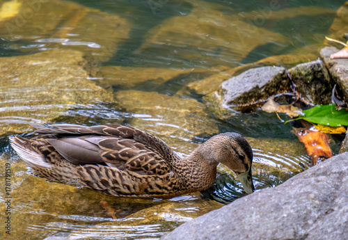 Duck in the clear lake water on a summer day.
