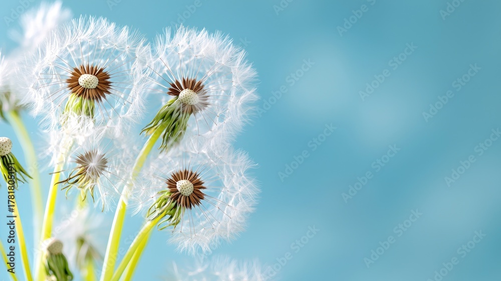Fototapeta premium Beautiful Dandelion Seeds on a Soft Blue Background Symbolizing Nature and Growth in Springtime