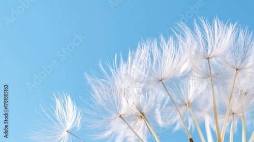 Delicate White Seed Heads Against a Bright Blue Sky in a Serene Nature Setting