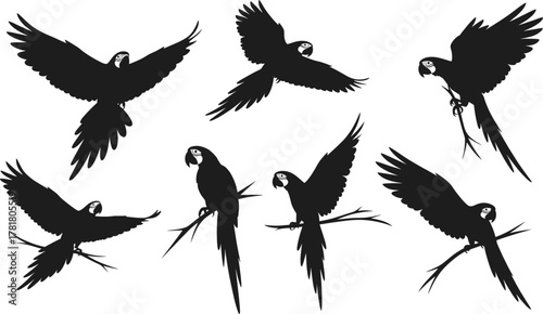 Macaw parrot silhouette set, black vector illustration, perched and flying bird poses, tropical species shapes, long tail feathers, minimal style, exotic theme