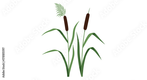 Illustration of two cattail plants with long green leaves and distinct brown seed heads, commonly found in wetlands and marshes.