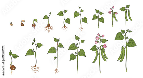 Illustrative sequence depicting the complete growth cycle of a bean plant, from a germinating seed to a mature plant bearing flowers and pods.