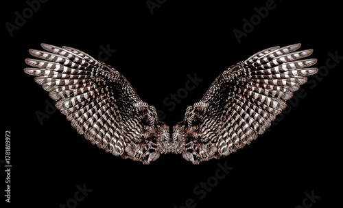 eagle wings on a black background
