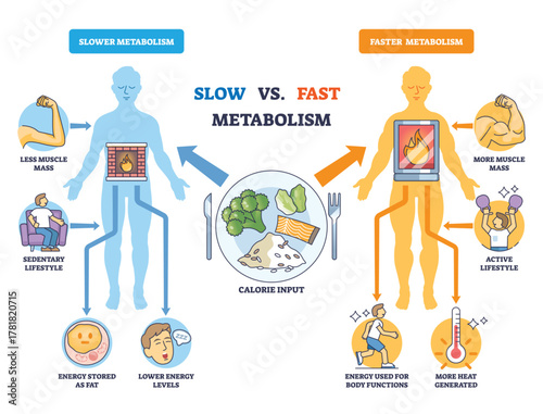 Fast vs Slow Metabolism comparison with two body silhouettes, fire in torso, and calorie plate, explaining energy burn and lifestyle impact. Outline diagram