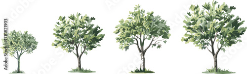 Four stylized trees showing growth stages with green foliage, vector illustration for nature, environment, landscape, development, and botanical themes