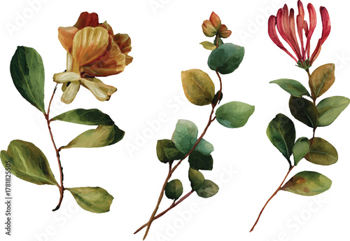 set of roses isolated