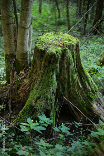 In the woods, you can see a big stone. It is old and has moss on it.