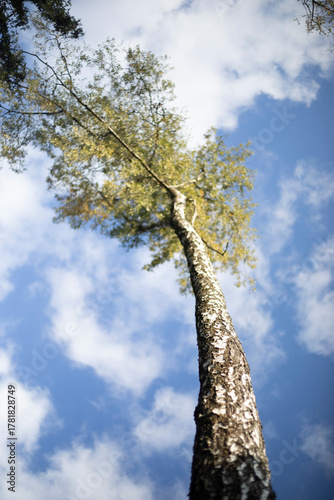 A tall birch tree against a background of clouds. A tree against the sky. Beautiful birch trunk.