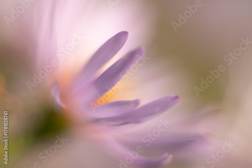 Purple yellow flower. Macro photography of purple flower petals. A summer plant.