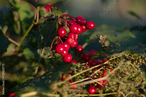 Red wild berries. Berries in the sunlight. Red is the color in nature.