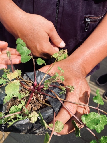 A person holding a pot with a purwoceng (Pimpinella pruatjan) plant inside