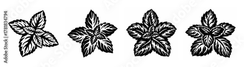 Four stylized peppermint leaves arrangement natural herbal element botanical outline drawing fresh aromatic plant