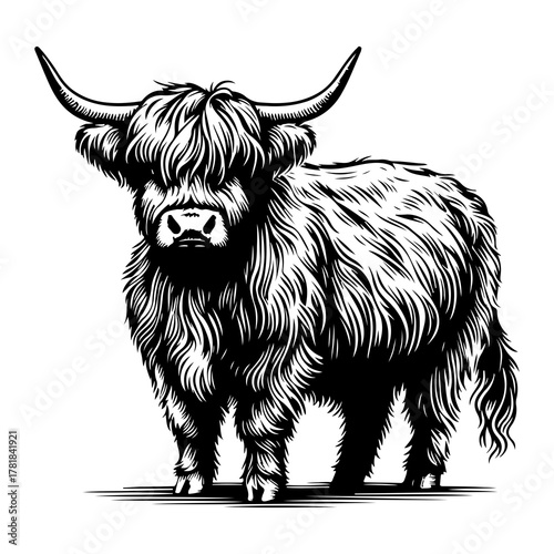 Highland Cattle Cow Vector Black and White Illustration — detailed hand-drawn farm animal artwork featuring a shaggy Scottish Highland cow with long curved horns and thick fur coat.