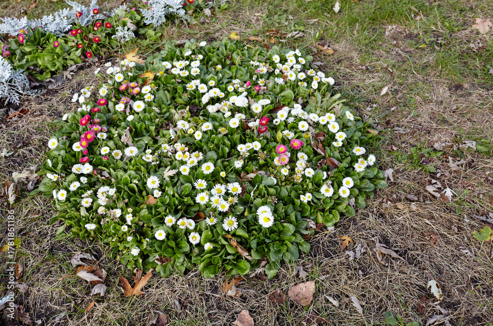 Fototapeta premium Bellis perennis flowers in open ground. Lush blooming common garden bellis in city park. Family name Asteraceae, Scientific name Bellis