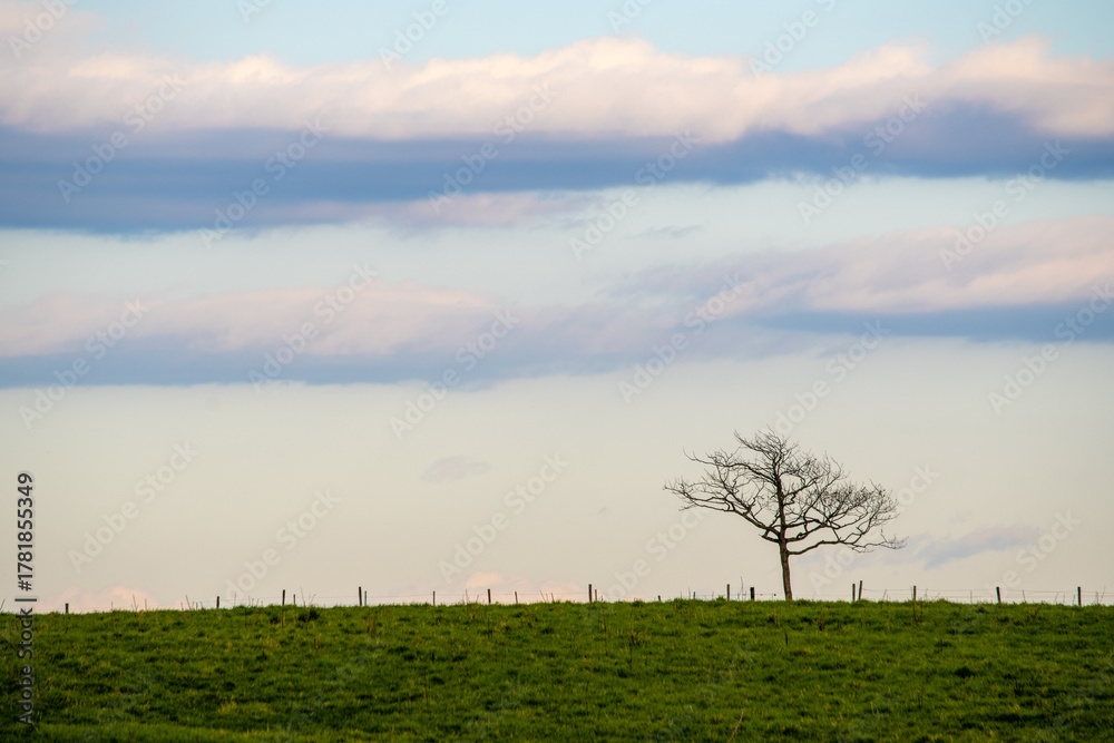 Fototapeta premium Bare trees on the horizon and horizontally flowing clouds