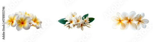 Group of white frangipani flowers with yellow centers on black