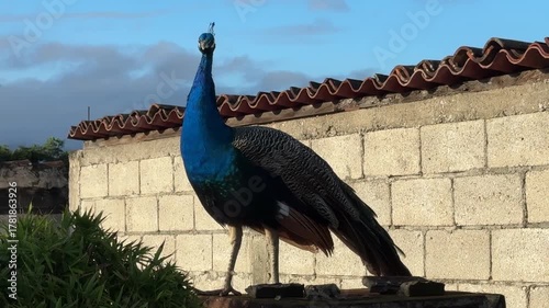 Beautiful Peacock Standing a Roof in Antigua Guatemala