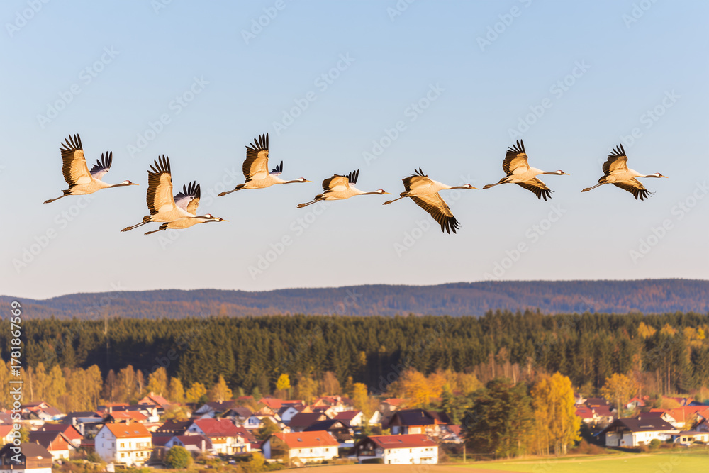 Obraz premium Flock of cranes flying in V-formation over a rural European landscape in autumn light. Bird flu (H5N1) surveillance context for migratory birds, with forest and village in the background