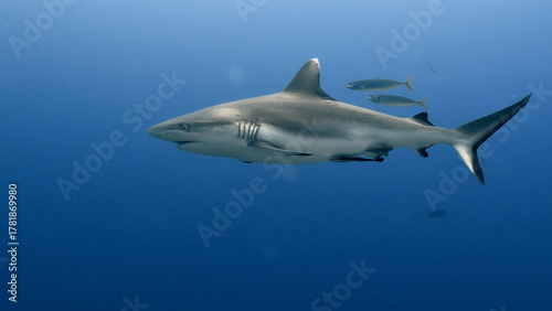 Wallpaper Mural A sleek shark glides through deep blue waters with two smaller fish, capturing the dynamic interaction between predator and potential prey. The scene highlights the natural underwater ecosystem. Torontodigital.ca