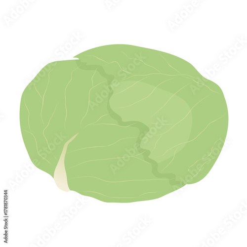 キャベツのアイコン　葉物野菜のイラスト素材