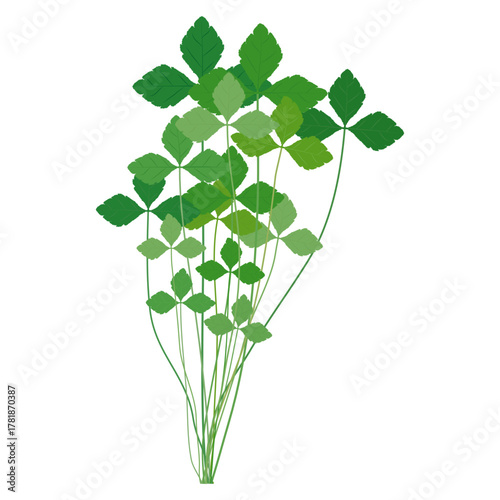 みつば　葉物野菜のイラスト素材