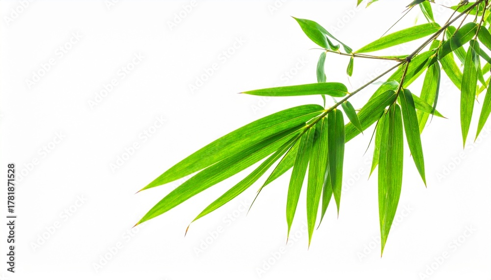 Fototapeta premium Fresh Green Bamboo Leaf Isolated on White Background Representing Asian Botanical and Eco Nature Concept