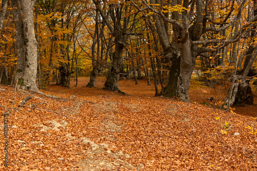 Autumn beech forest. Golden bright mystical mysterious landscape with fabulous trees. A journey through the forest. The concept of the beauty of nature, careful attitude. Natural background for design