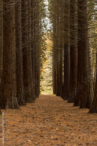 Sequoia Grove vertical spring landscape. Huge tall trees, natural background without people. An alley among coniferous trees with fallen needles and snow. The concept of solitude, grandeur, solitude