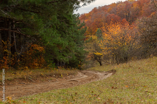 Autumn beech forest. Golden bright mystical mysterious landscape with fabulous trees. A journey through the forest. The concept of the beauty of nature, careful attitude. Natural background for design