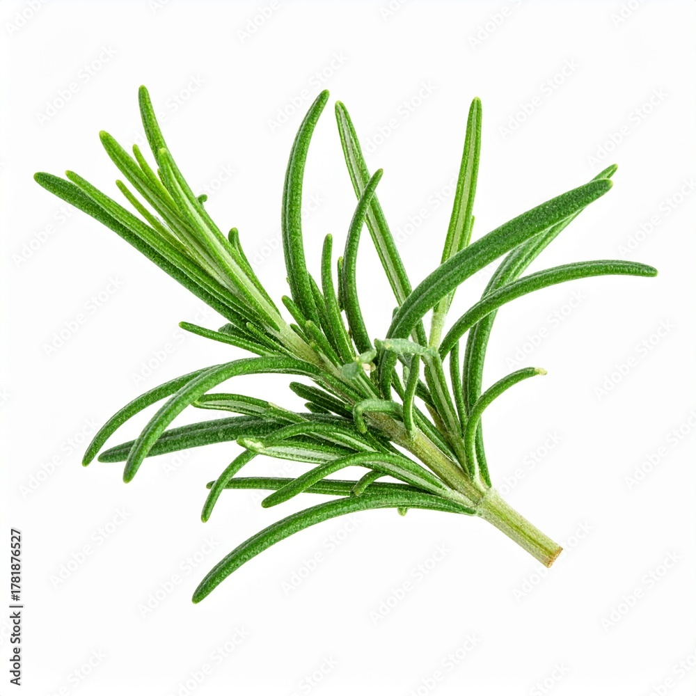 Fototapeta premium Fresh Green Rosemary Herb Isolated on White Background Representing Aromatic Plant and Natural Cooking Concept