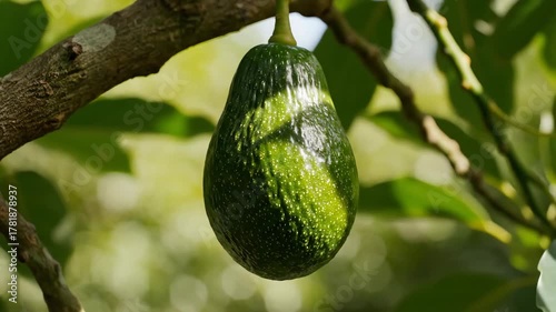 A green avocado hangs from a tree branch partially shaded by leaves showcasing its bumpy texture in natural sunlight