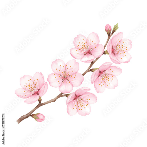 Watercolor Delicate Cherry Blossom Branch Illustration Spring Season Element