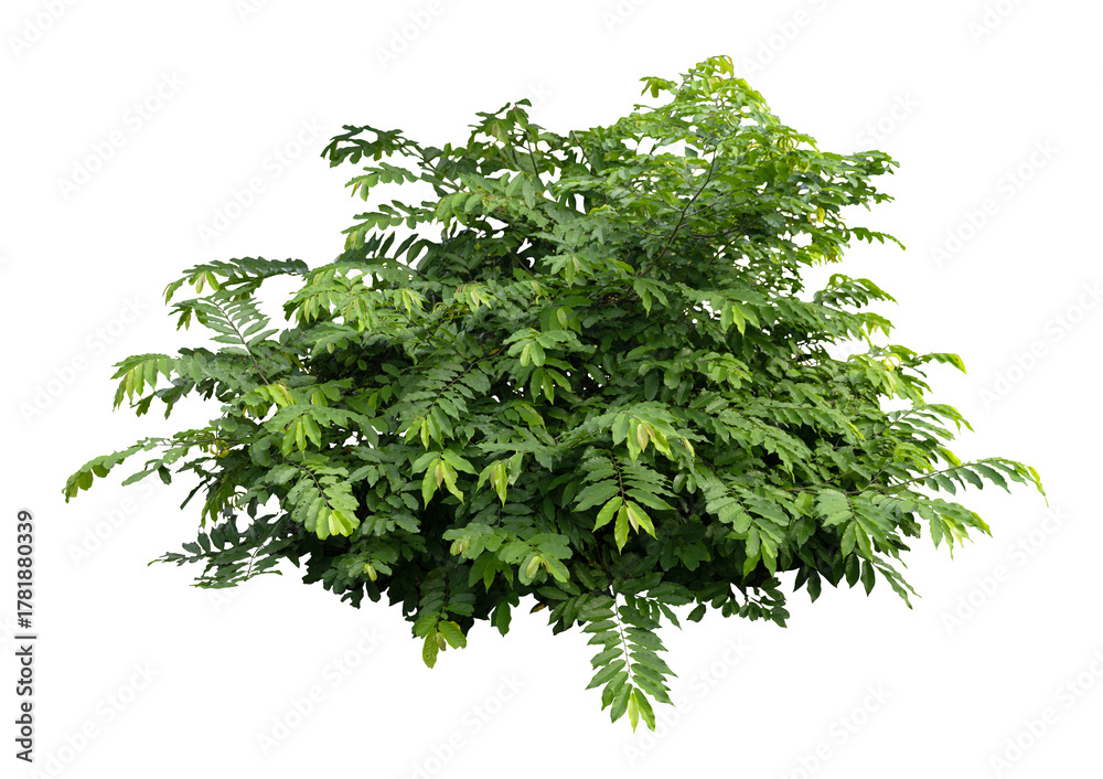 Fototapeta premium Tropical plant fence bush green shrub tree isolated on white background with clipping path. 