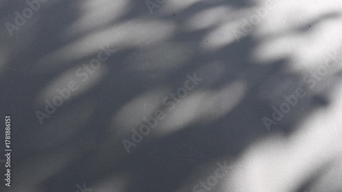 Abstract natural tree branch leaves shadow on white wall background