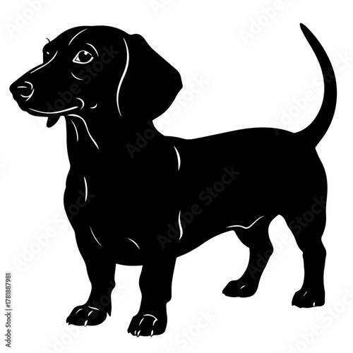 Black dachshund dog standing with a curious expression  