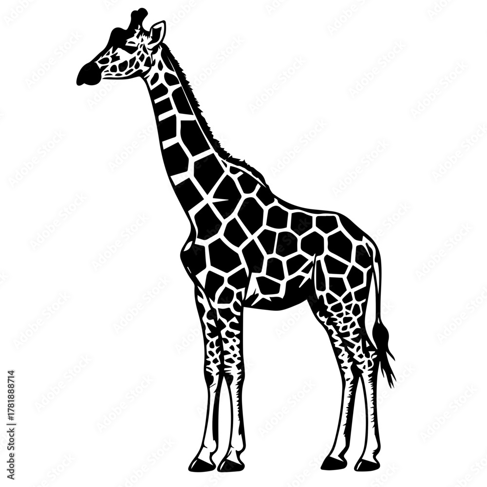 Obraz premium Giraffe standing in profile with distinctive patterned coat 