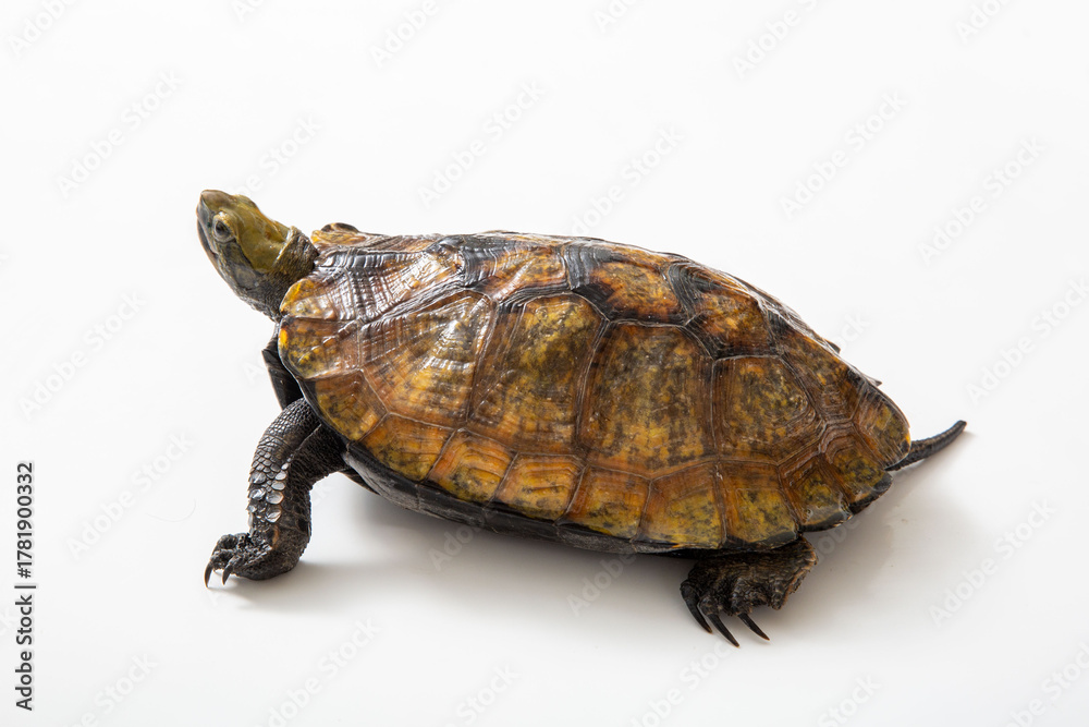 Obraz premium ニホンイシガメ 白背景でスタジオ撮影