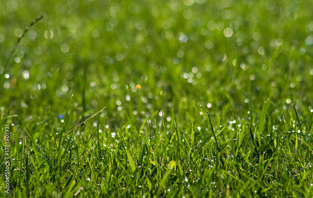 Obraz premium Background of green growing grass