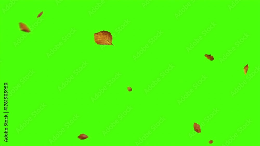 Animated autumn leaves falling against a vibrant green screen ...